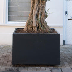 Repotting Large Outdoor Plants: What You Need to Know