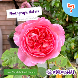 Photographing My Favourite Roses
