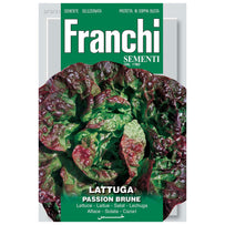 Lettuce Passion Brune Seeds