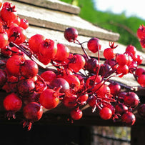 Outdoor Red Berry Garland (4647730380860)