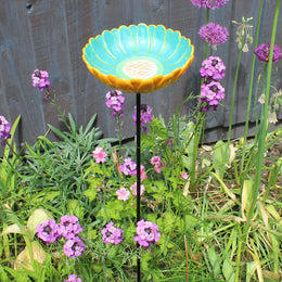 African Daisy Bird or Butterfly Drinker