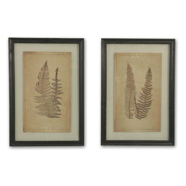 Fern Leaves Botanical Prints (4653058588732)