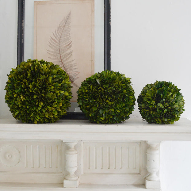 Preserved Topiary Balls (6555913158716)