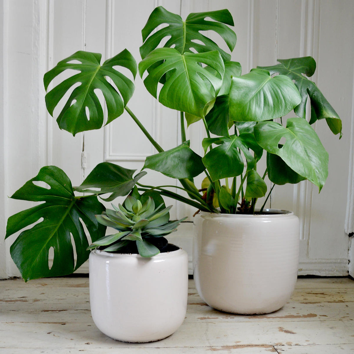 Buy Ceramic Indoor White Plant Pots — The Worm that Turned