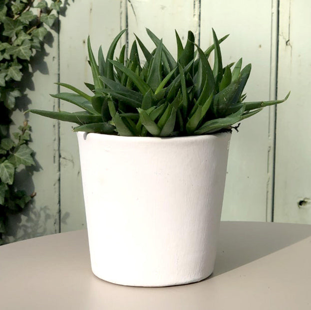 Orchid Plant Pot (4653066420284)