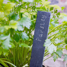 Set of Six Slate Plant Markers