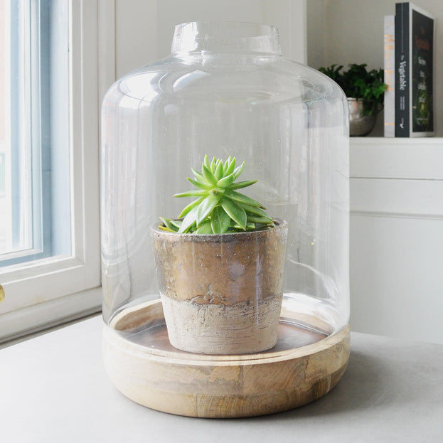Terrarium Display Dome with Wooden Base (4651882086460)