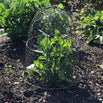 Potager Wire Cloche (4651884052540)