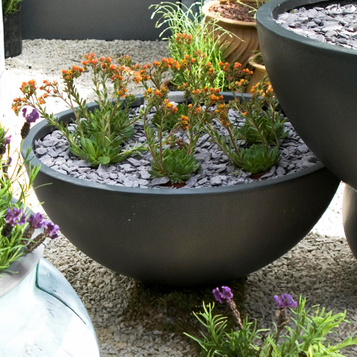 VALIEM willing plant BOWL-Ｌ VALIEM willing plant BOWL-L