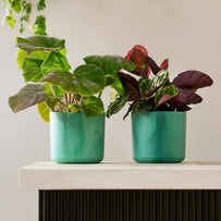 Pacific Green Recycled Ocean Plant Pots (7149966458940)