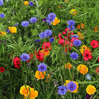 Contrasting Cottage Garden Meadow Seeds (4649529409596)
