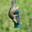 The Squirrel Buster Bird Seed Feeder (4647943798844)