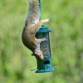 The Squirrel Buster Bird Seed Feeder (4647943798844)