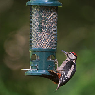 The Squirrel Buster Bird Seed Feeder (4647943798844)