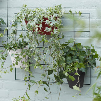 Urban Display Plant Wall Frame (4651906891836)