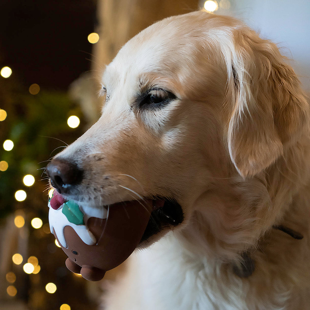 Buy Christmas Figgy Pudding Dog Toy — The Worm that Turned revitalising your outdoor space