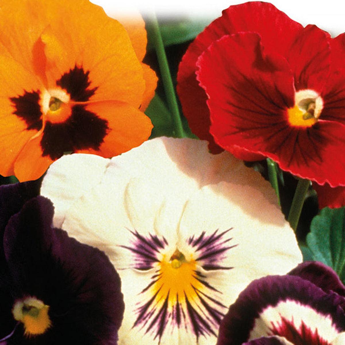 Buy Edible Flower Seeds — The Worm that Turned revitalising your