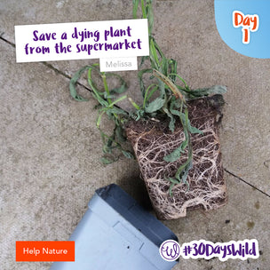 Save a Dying Plant from the Supermarket #30DaysWild