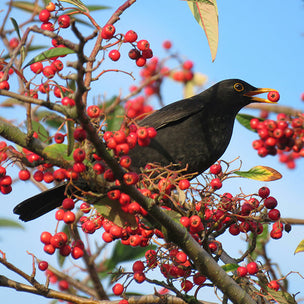 Supporting Garden Birds: Taking Part in the Big Garden Birdwatch