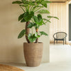 Saya Oval Terracotta Planter
