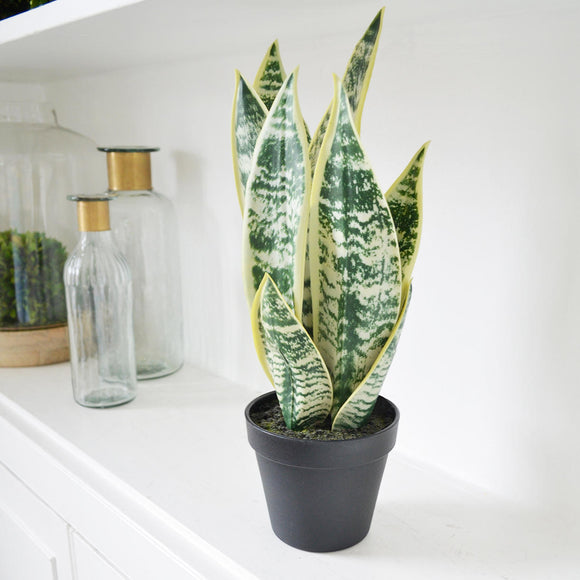 Varigated Faux Snake plant in pot (4737689616444)