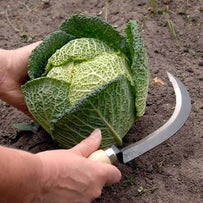 Vegetable Harvesting Knives (4646492176444)