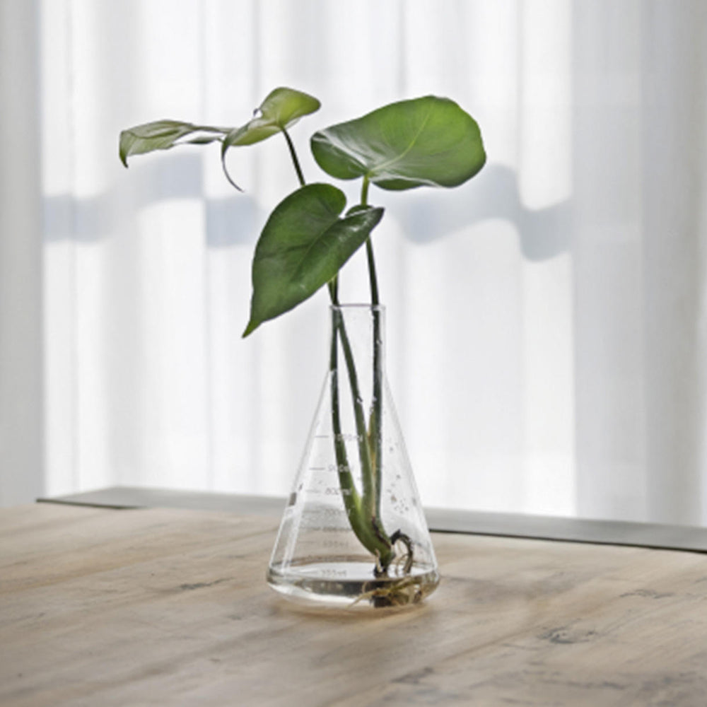 Buy Conical Glass Laboratory Style Vase — The Worm that Turned ...
