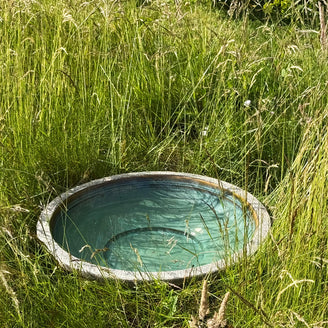 Tranquil Zen Dragonfly Bowl with Jade Glaze