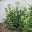 Flared Plant Support