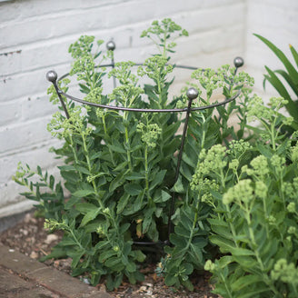 Flared Plant Support