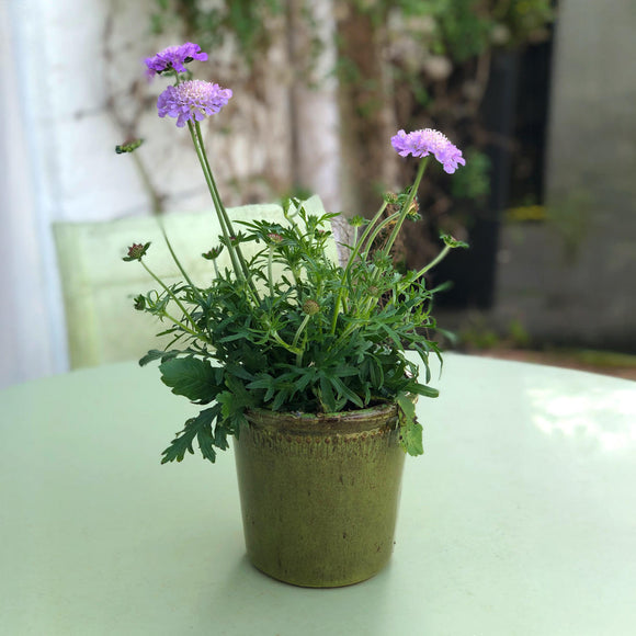 Green Glazed Long Tom Plant Pots