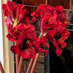 Red Faux Amaryllis Stem