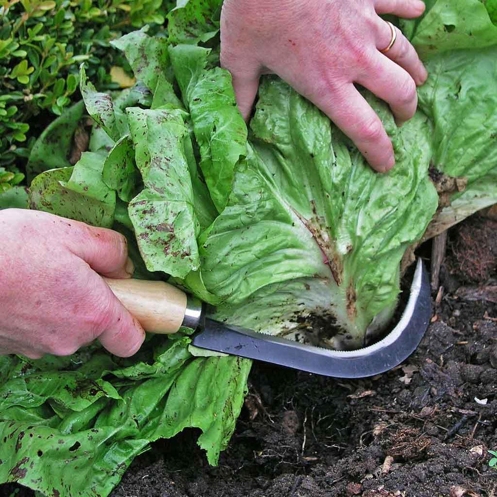 A curved harvesting knife is used to harvest lettuce