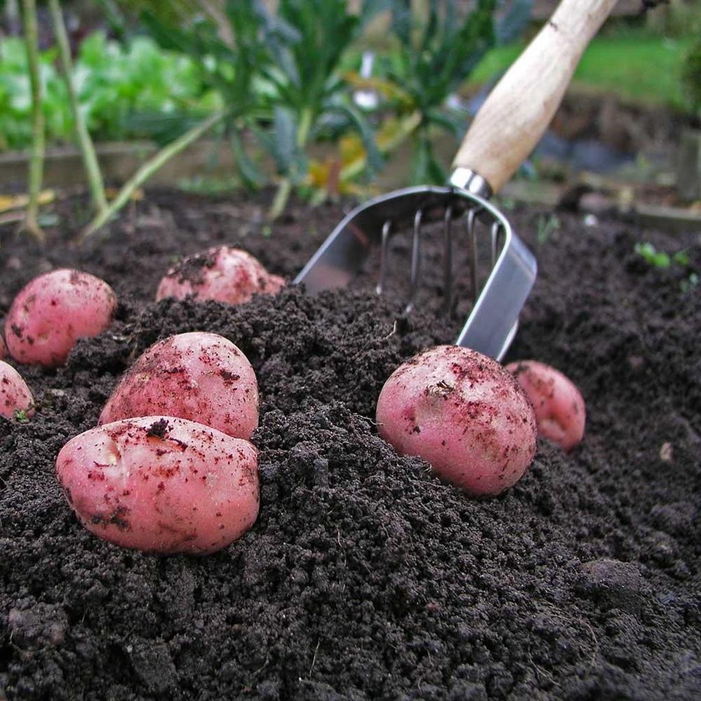 A potato coop harvests potatoes from the earth.