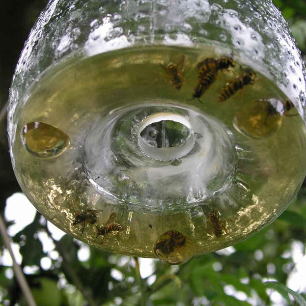 Clear Glass Wasp Catcher (4646505414716)