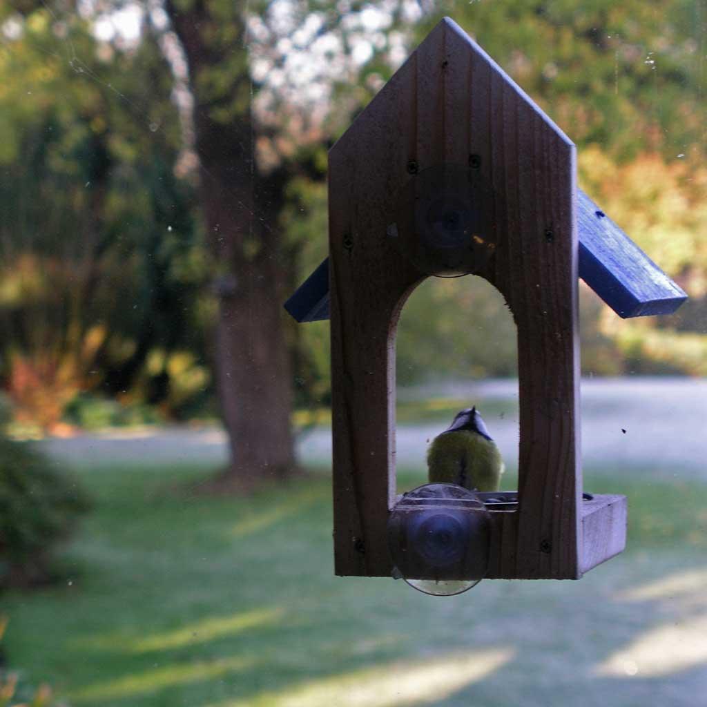 Buy Window Bird Feeder — The Worm that Turned - revitalising your ...