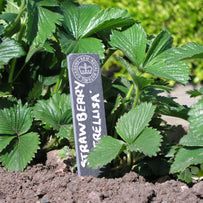 Garden Slate Plant Markers (4646929236028)