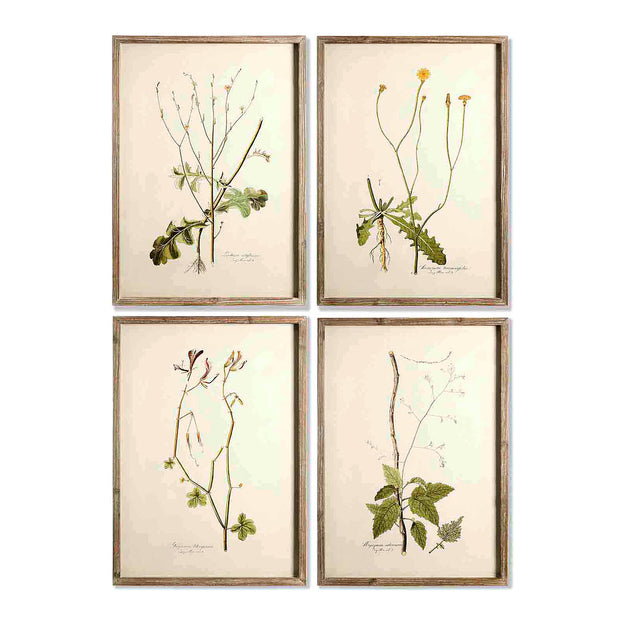 Set of 4 Framed Botanical Prints No8 (4653374570556)