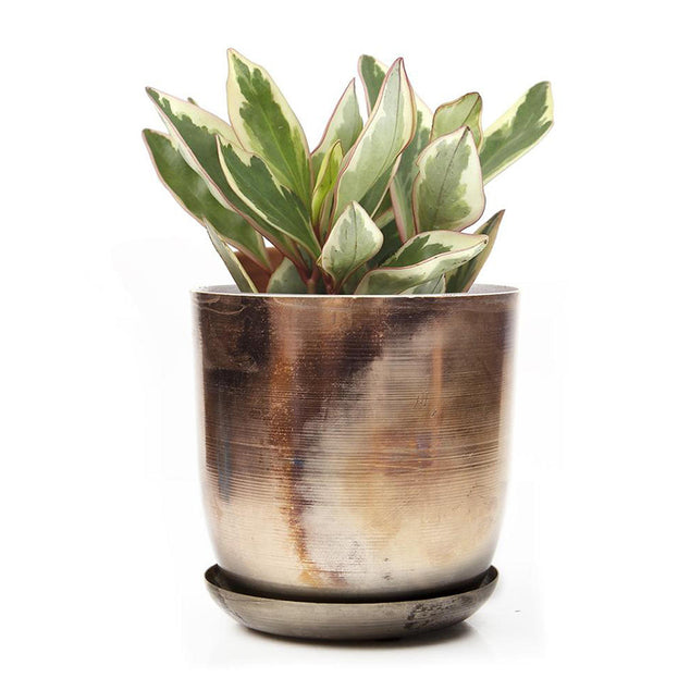 Lustre Planter with Saucer (6670641954876)