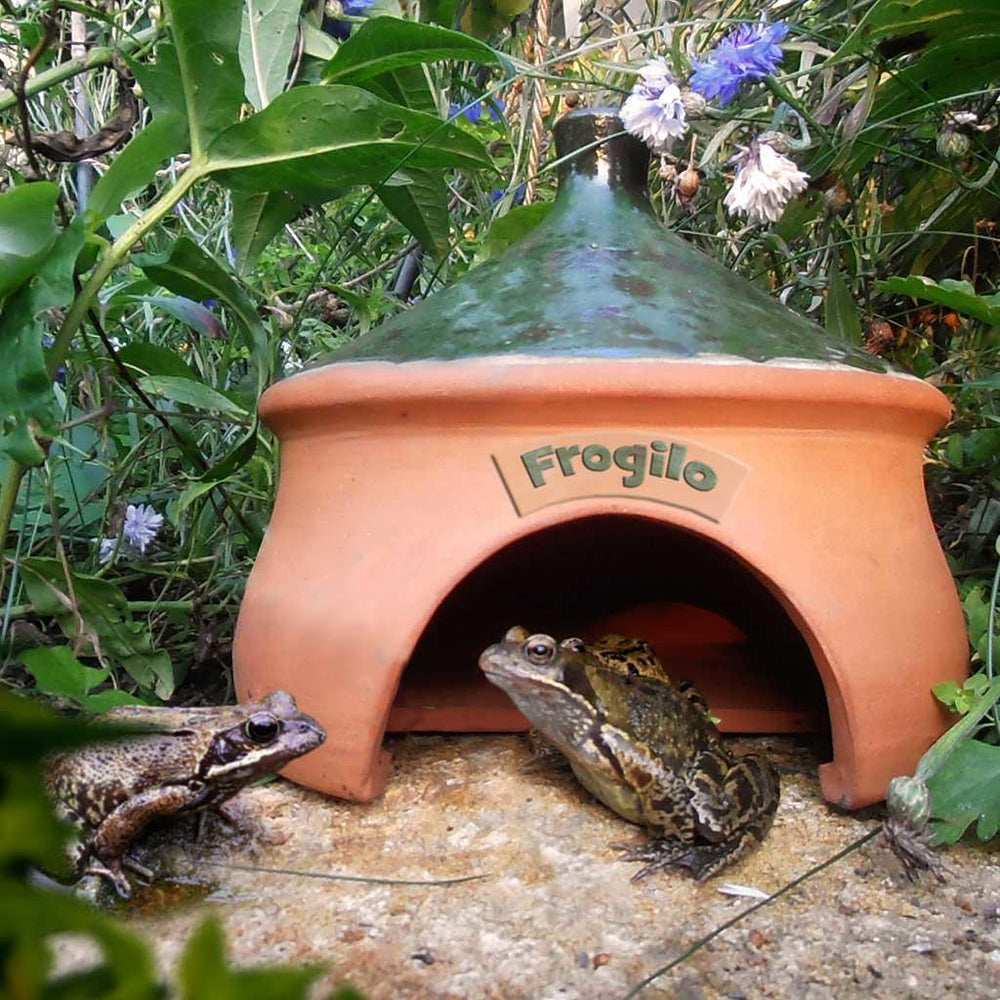 Frogilo Frog Home