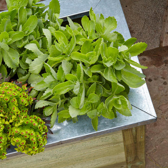 Cambridge Low Rectangular Wooden Planters (4650912743484)