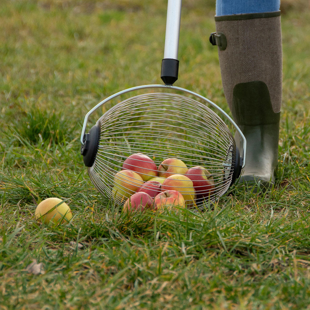 A caged roller picks up apples as it is rolled along the ground