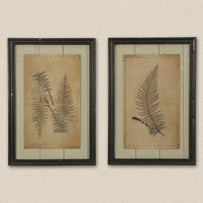 Fern Foliage Botanical Prints (4653058719804)