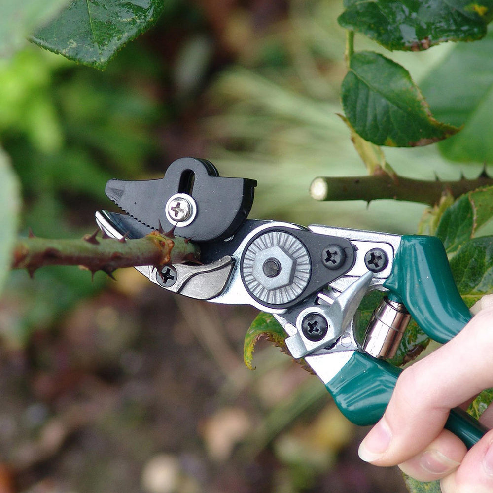 A gardener cuts a rose stem with a pruner
