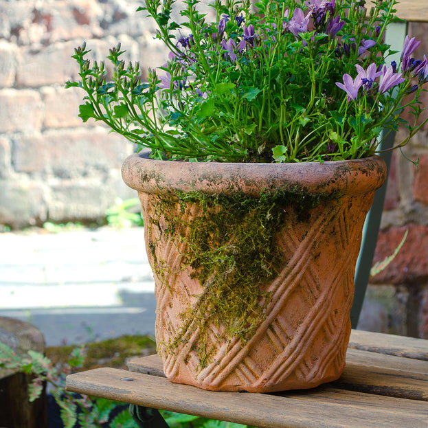 Buy Harlequin Natural Clay Plant Pot — The Worm that Turned ...