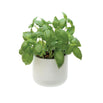 Eden Window Planter (4649628434492)