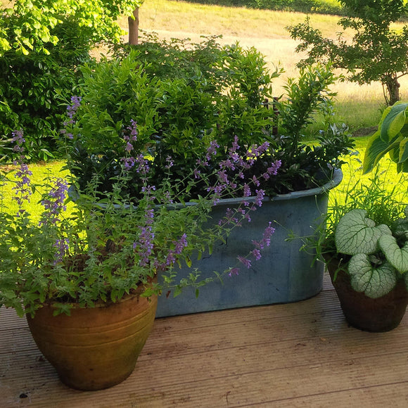 Provencal Trough (4649536585788)