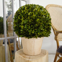Preserved Topiary Ball with Planter (4653373259836)