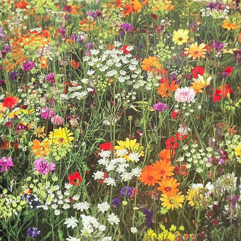 Buy Candy Meadow Mix Seeds — The Worm that Turned revitalising your