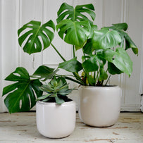Ceramic Indoor White Plant Pots (6601385377852)